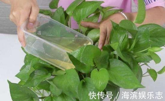 养吊兰绿萝,别光浇自来水,浇点自制“薄肥水”,一个月就爆盆