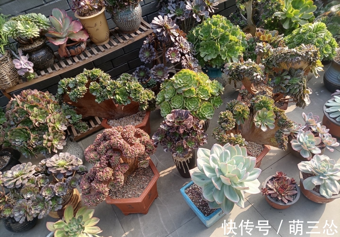 多肉蒂亚|这“三多肉”是爆崽小普货,遇水疯长,一晒就上色,易养成小老桩