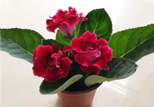 六种花一到夏天就怕热，不开花还不好养，照此做才能安全度夏