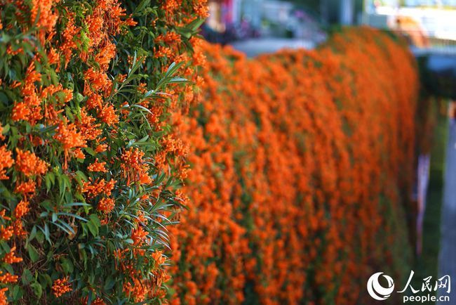 人民网|厦门炮仗花开遍街头巷尾 花团锦簇为鹭岛添暖意