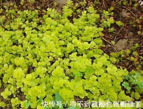 冬天|4种漂亮植物，不开花也好看，耐寒又好养，零下几度都冻不死！