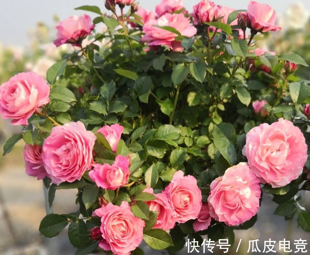 养一盆这种月季,一年爆花几次,又香又美,花朵大花色也漂亮