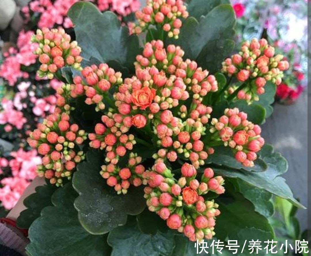 锦簇|长寿花长花苞，给它补上“1种肥”，开出的花朵锦簇，色泽鲜艳