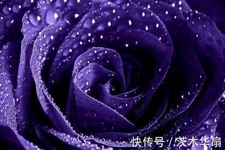 狮子座|进入下周,明月寄情,前缘就位,4星座握手言和,重拾旧爱