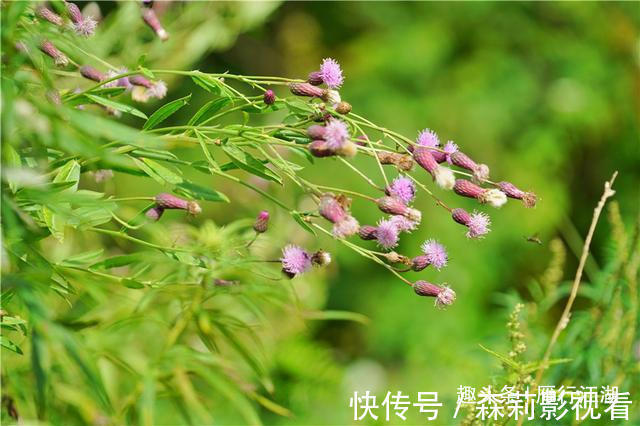 长白山|长白山深处被忽略的景区,鸳鸯池上没鸳鸯，但美的好像一幅画