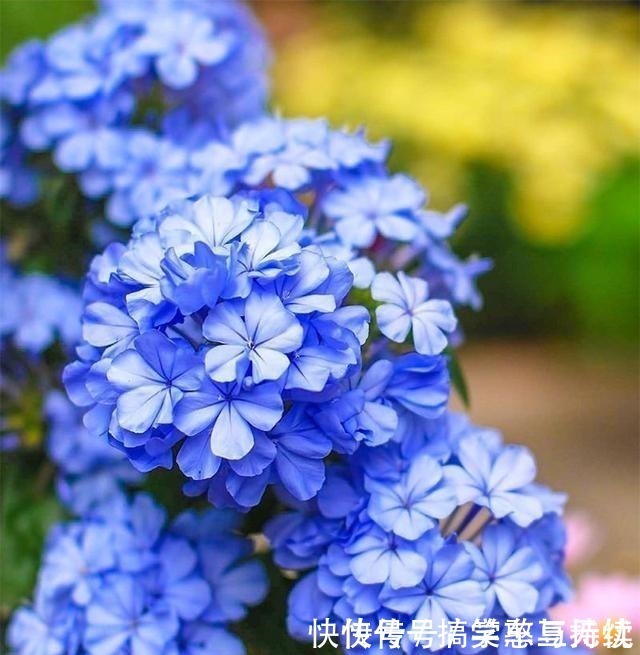 花友|这“三种花”就得虐着养,“少浇水,狠心剪”,轻松花开小半年!