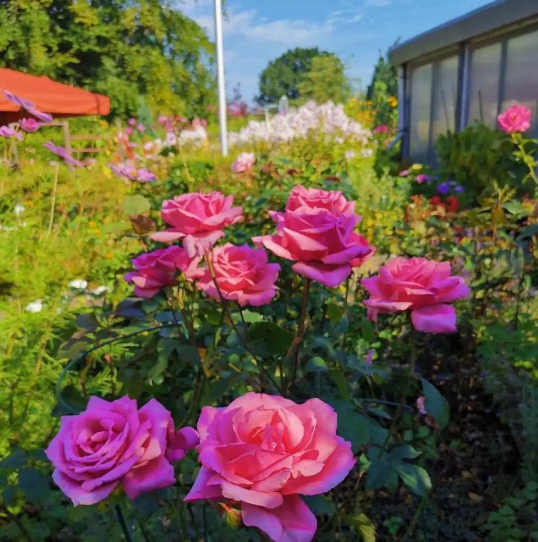 准备好,这花下个月要开,赶紧施肥、催花