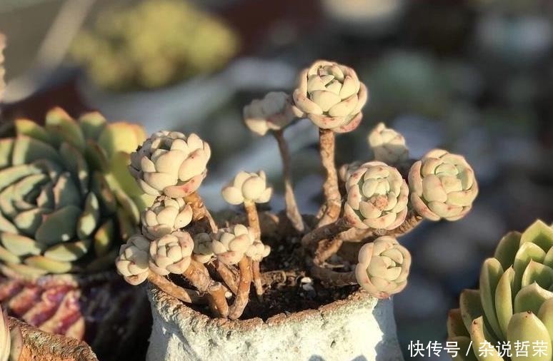 石莲花属|体积变小、狂冒气根?多肉可能“危险”了,根据这2点经验去预防