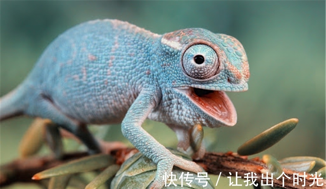 纳米晶体|变色不是为了“伪装”?而是交流和控制体温,动画片都是骗人的