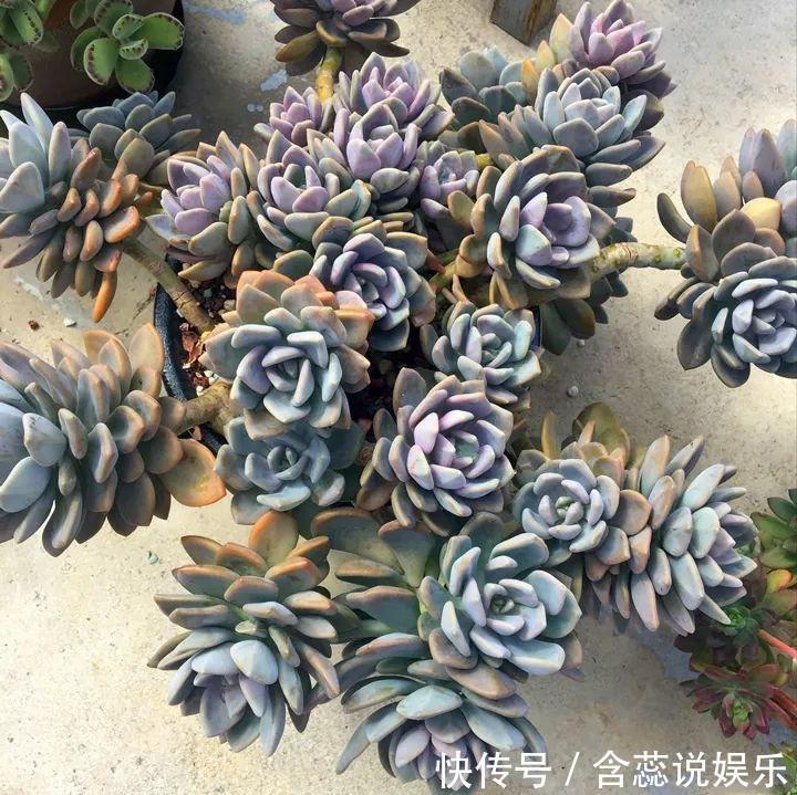 坛子|他用菜坛子种多肉,1分不花,呼呼长成“大米饭”!