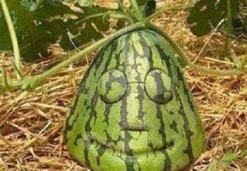 长得|这些“成精”的水果,忍了榴莲与苹果,这草莓你是要下蛋吗