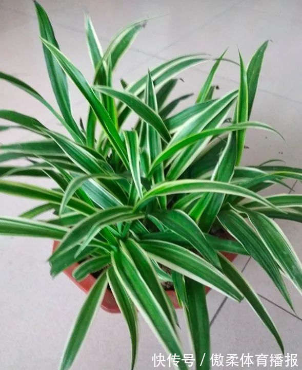 6种花,就得“穷着养”,花盆越小,长势越喜人!