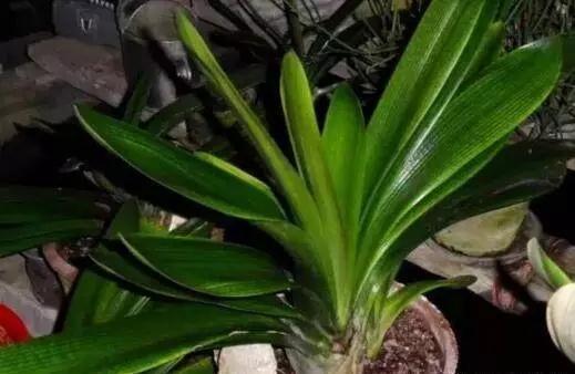 君子兰就喜欢这“玩意”,随便一滴,叶子挺拔如“折扇”,花还大