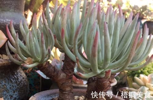 爱杜丽丝是仙女杯属的经典多肉,不但好养且养成老桩后充满沧桑感