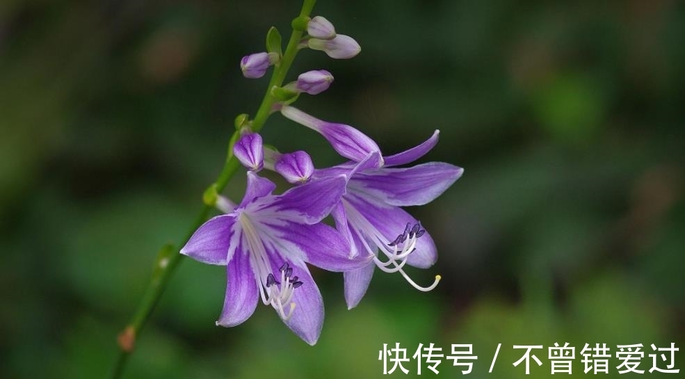 4种耐寒的花卉,零度以下也能活!低温区也可以养花了