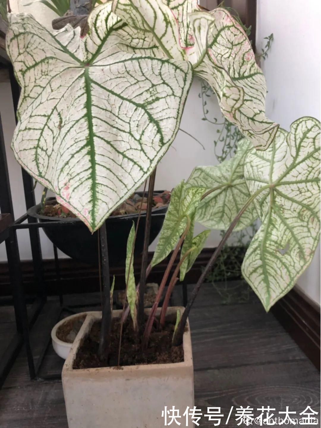 调色板|1种绿植特上档次,叶子五彩斑斓,像打翻了调色板