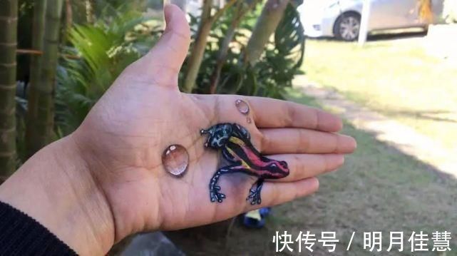 安塔奈克!手心里的3D绘画,比魔术表演还要精彩,打开手掌让人眼前一亮