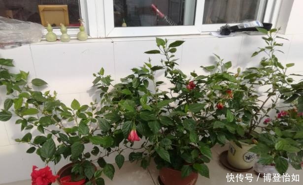 “3种花草”不仅好看，还特别耐热，夏天若不知道养啥，就养它们