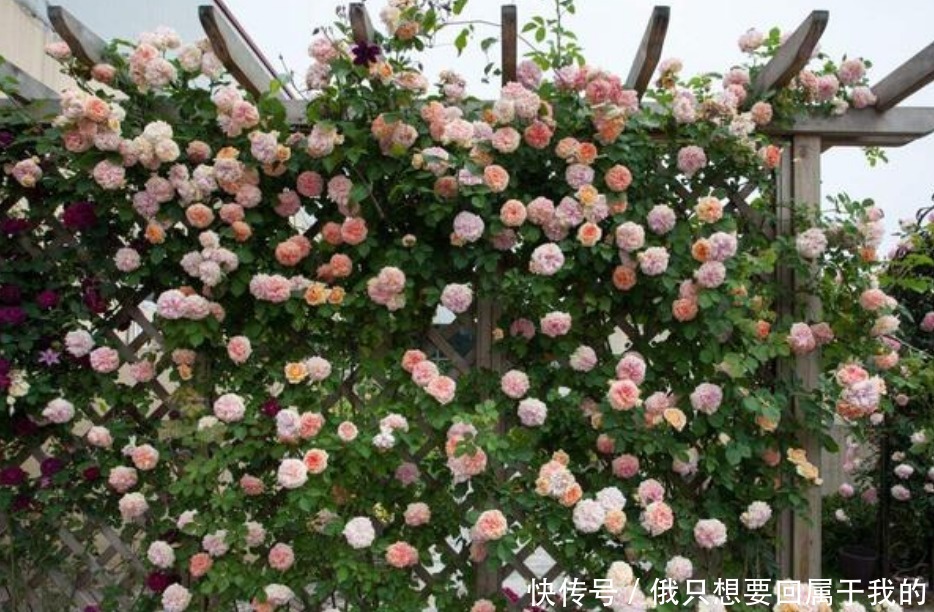 4种花漂亮又好养,花期长达200天,比牡丹好看,比吊兰好养