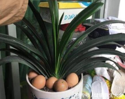 鸡蛋壳别扔了,拿来养花“作用大”,但要注意方法,好多人用错了!