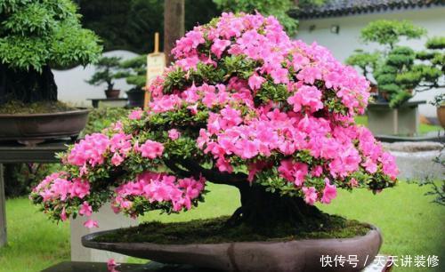 3种木枝花，颜值高花期长，越养越好看，长成老桩更值钱！