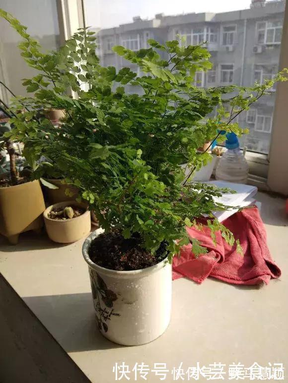 龙血树|这6种花是“天然净化器”,家中养1盆,潜伏的甲醛也会吸干净!