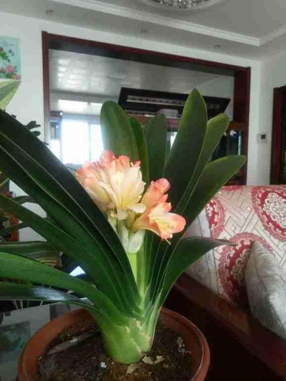 君子兰|君子兰捏着“硬邦邦”？不是“有喜”了，就是满盆“肉虫子”