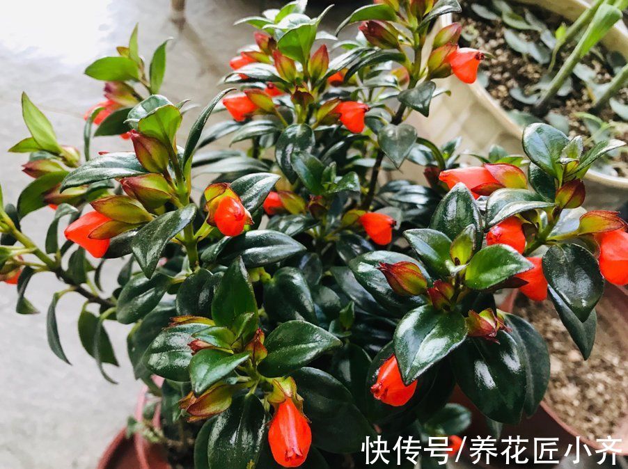 5种“漂亮花”喜冷凉环境,冬天也能“扦插”,成活率高,长势快