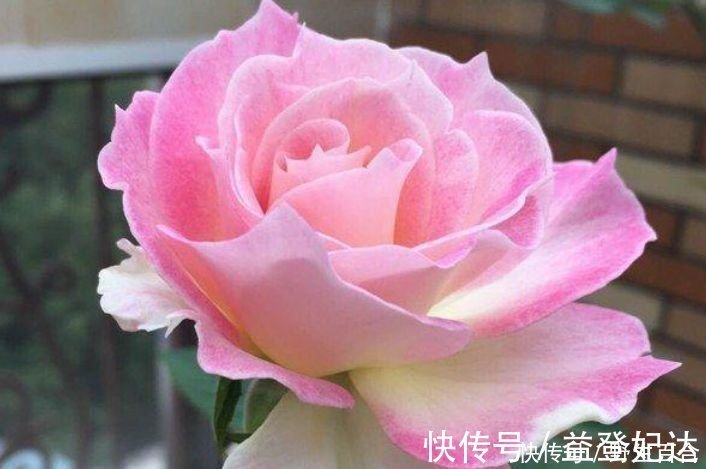 漂亮|这种花很耐养,沾土就能活,谁见了都喜欢,花朵漂亮,花开旺!