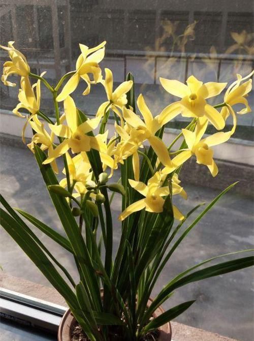  新手|建兰名品“黄金小神童”，花色耀眼，香味扑鼻，新手兰友也能养好