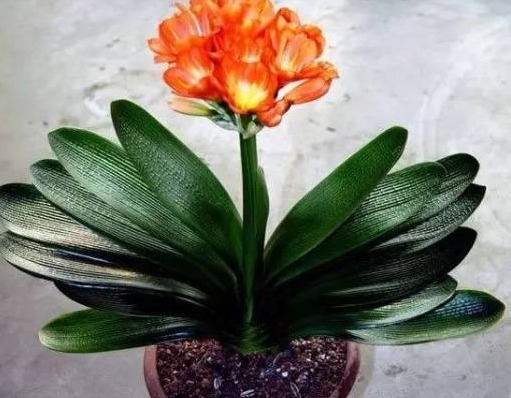 老婆自制“最强肥料”,在“君子兰”盆里加一坨,开花开不停!