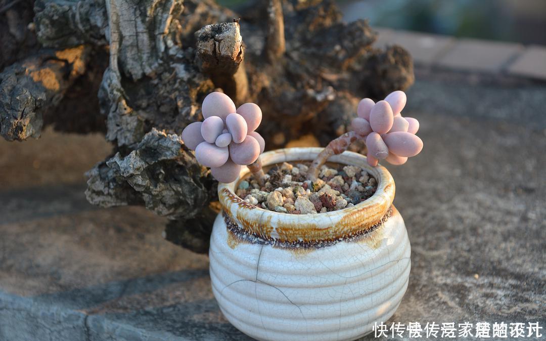 想要养好多肉,这4个方面绝对是关键,冬天更要注意