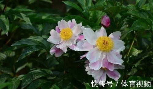 徐熙!苏轼的两首绝句,含蓄隽永,技巧高超,更彰显出不凡气度