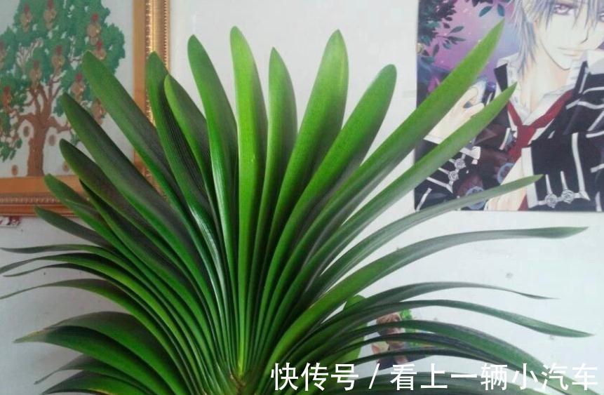 百花“珍品”君子兰,盆栽期间该注意什么?