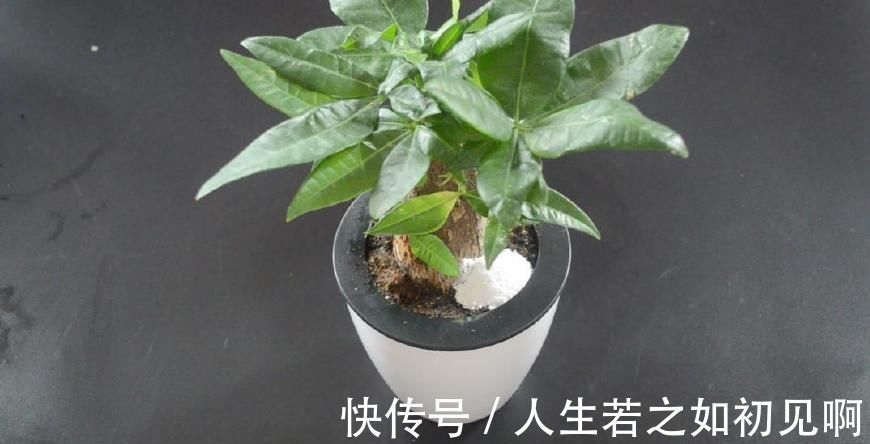 花盆里撒一点它, 不烂根不生虫, 花草越长越茂盛, 简直太实用了