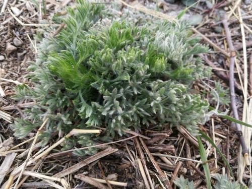 种浓郁|二月最鲜的野菜,蒸着吃超美味,泡酒喝是一绝