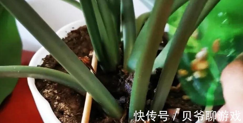 教你家庭沤制黄豆肥的方法,以及给花追肥时注意事项