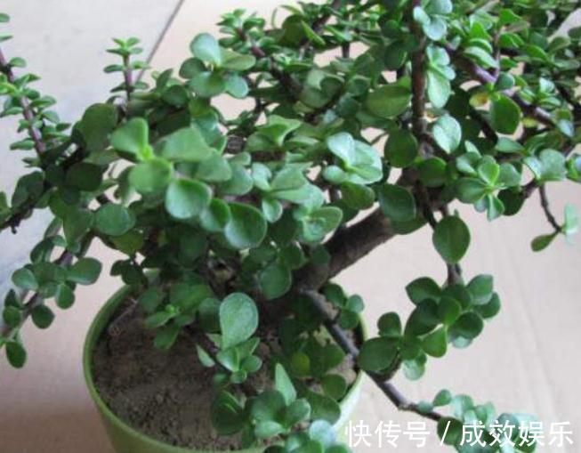 爆盆|养金枝玉叶,老花匠教“3招”,新手也能养“爆盆”,长成大树桩
