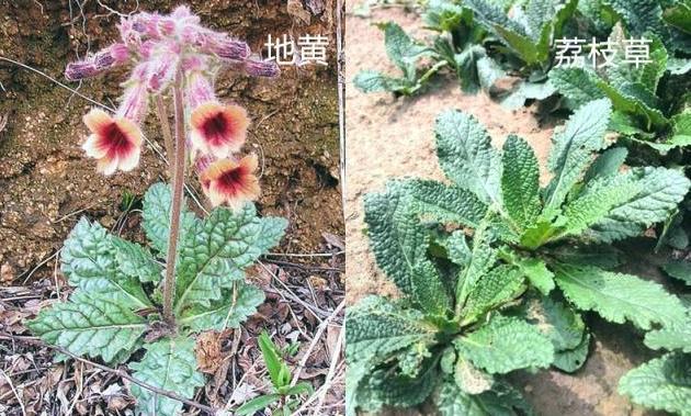 养生|养生四种“双胞胎”菜傻傻分不清,营养价值极高!现在知道还不晚