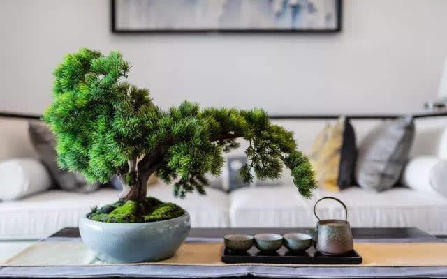 花草三不送,送了变“仇人”,这样看来,老祖宗的话,真的有道理