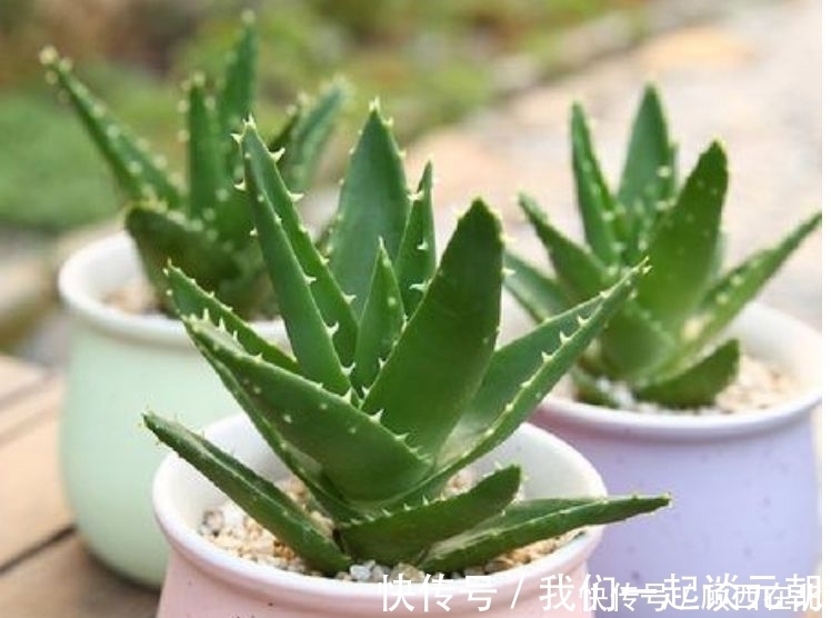 芦荟|最吸“油烟”的花,厨房养2盆,漂亮又净化空气,还能蹭蹭长!
