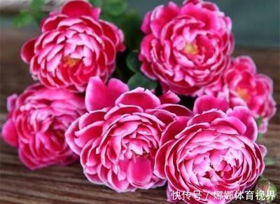 阳台上|此花颜值高，开花惊艳，开花勤爱爆盆，一开大半年哦！