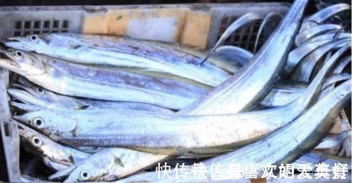 买带鱼也有技巧，教你3招选带鱼，保证买到新鲜的带鱼