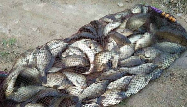 老钓手分享黑坑饵料三部曲，一不小心就成坑冠了！