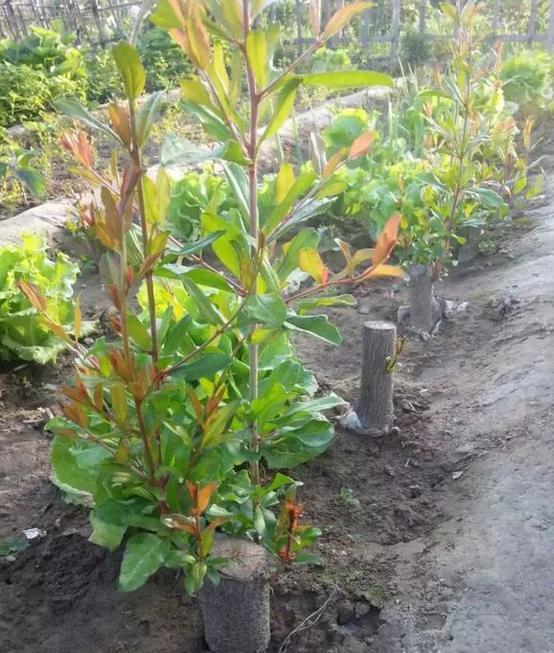 1种果树剪根枝，插土里就活，当年就能挂果，压弯枝！