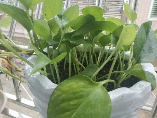 学会在夏天养绿萝,叶片长到“巴掌大”,冒出“小气根”,美!