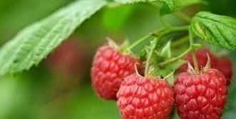 女性不想早衰，不妨吃以下食物，延缓衰老，清理血管，越活越年轻