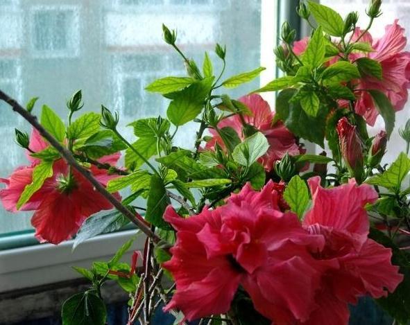 “3种花”不喜水,一碰水“又枯又黄”,往太阳下一摆,盆盆花爆