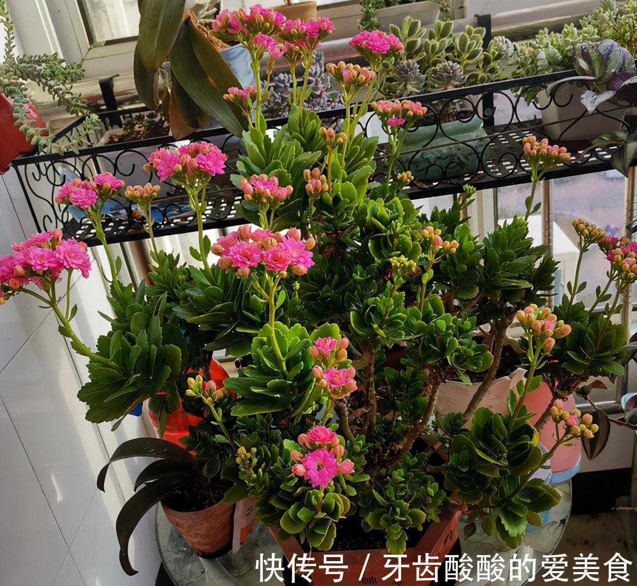 老桩|五种“大老桩”却要小盆养,用对盆,少管多晒更利于生长