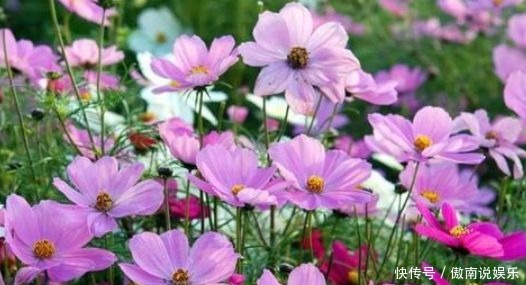 种花|4种花惹人怜爱,花大色艳香浓,一开花就停不下来